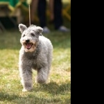 Pumi breed high definition photo