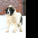 Pyrenean Mastiff new wallpaper