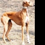 Rampur Greyhound full hd