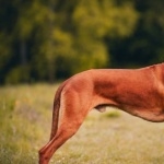 Rhodesian Ridgeback wallpapers for desktop