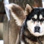 Sakhalin Husky free