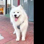 Samoyed breed 2025