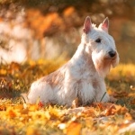 Scottish Terrier images