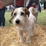 Sealyham Terrier funny