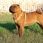 Shar Pei funny