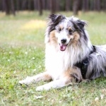 Shetland Sheepdog photos