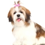 Shih Tzu photo