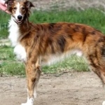 Silken Windhound background