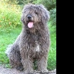 Spanish Water Dog image