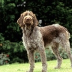 Spinone Italiano image