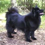 Swedish Lapphund new photos