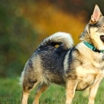 Swedish Vallhund 2025