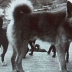 Tahltan Bear Dog breed