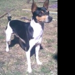 Tenterfield Terrier new photos