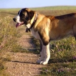 Terceira Mastiff image