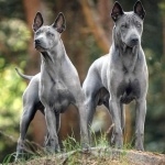 Thai Ridgeback photo