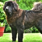 Tibetan Mastiff hd desktop