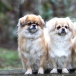 Tibetan Spaniel breed