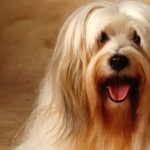 Tibetan Terrier pics