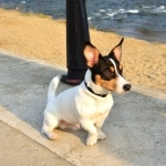 Toy Fox Terrier free download