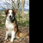 Welsh Sheepdog cute