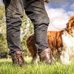 Welsh Springer Spaniel free download