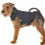 Welsh Terrier high definition wallpapers