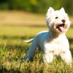 West Highland White Terrier desktop