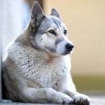 West Siberian Laika free