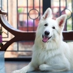 White Shepherd photo