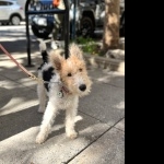 Wire Fox Terrier full hd