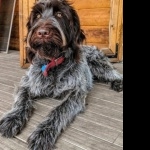 Wirehaired Pointing Griffon photos