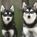 Alaskan Klee Kai new wallpapers