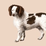 Alpine Spaniel hd desktop