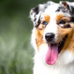 Australian Shepherd hd wallpaper