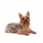 Australian Silky Terrier new photos