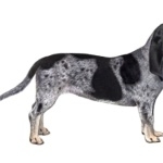 Basset Bleu de Gascogne 1080p