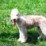 Bedlington Terrier new wallpapers