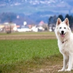 Berger Blanc Suisse free