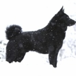 Black Norwegian Elkhound desktop wallpaper