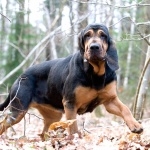 Bloodhound photo