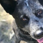 Blue Heeler images