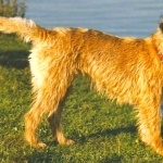 Border Terrier high definition photo