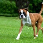 Boxer breed wallpapers hd