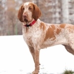 Bracco Italiano photo