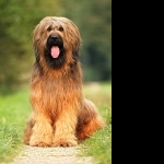 Briard free download