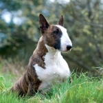 Bull Terrier free