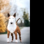 Bull Terrier (Miniature) cute