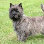 Cairn Terrier new wallpapers