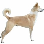 Canaan Dog pics